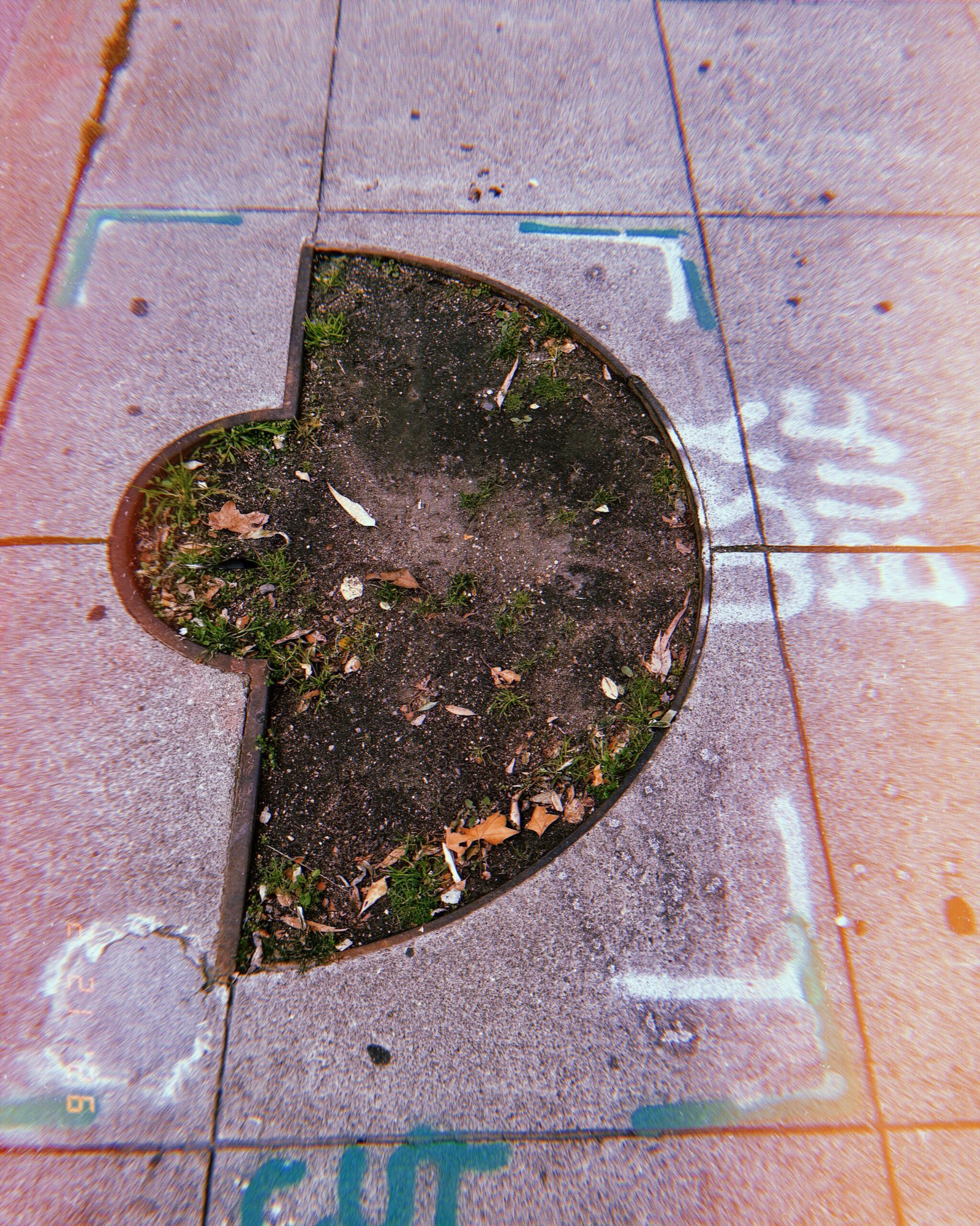empty tree planter cut into sidewalk with faded utility spray markings around it