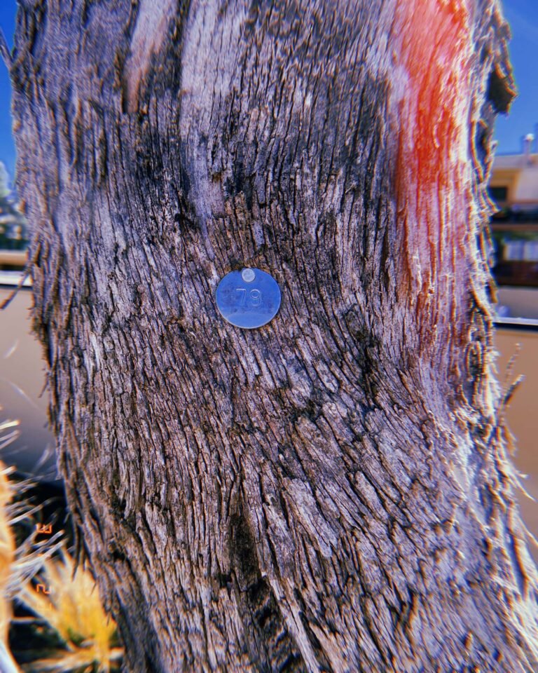 metal identification tag numbered 79 attached to textured tree trunk bark