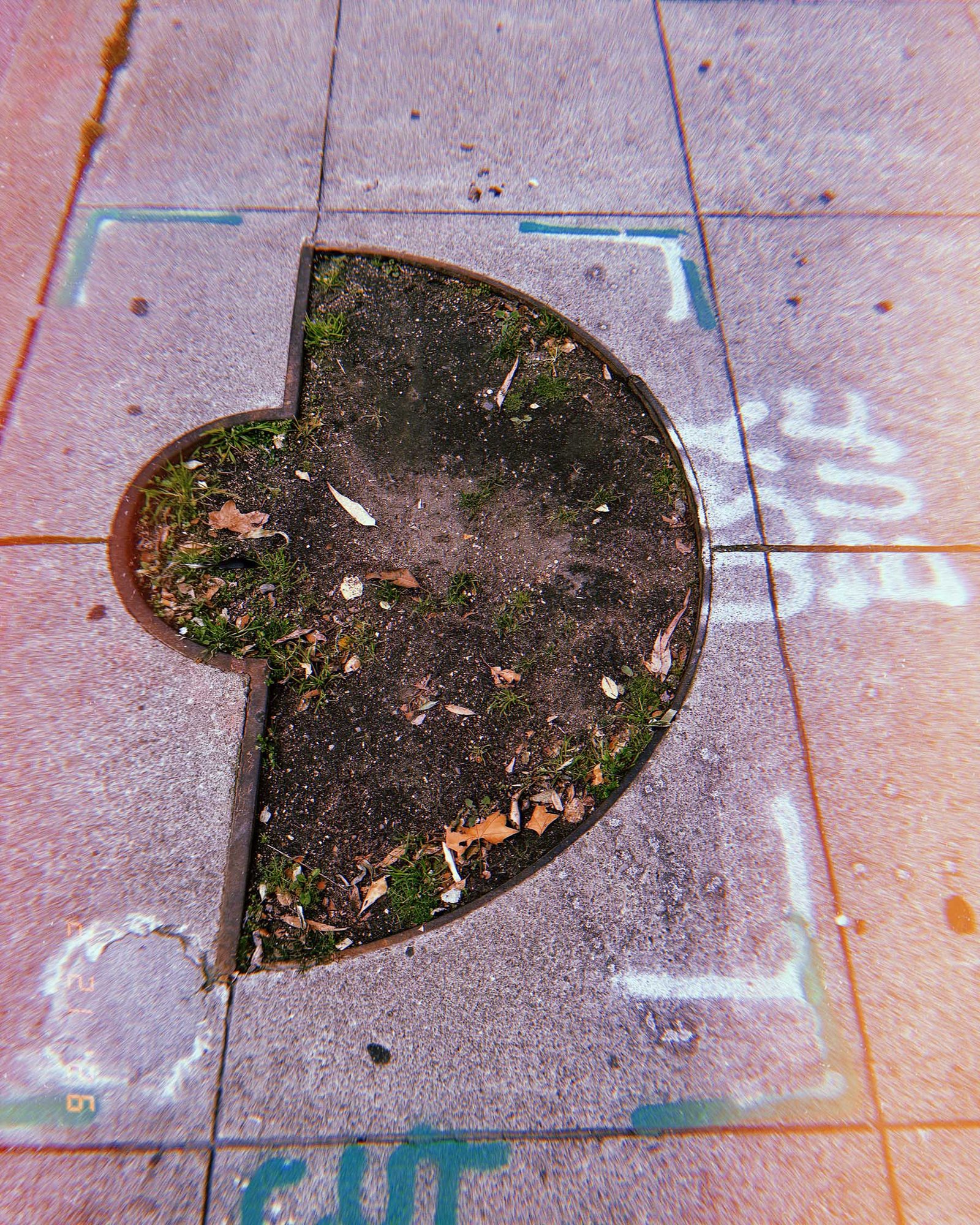 empty tree planter cut into sidewalk with faded utility spray markings around it