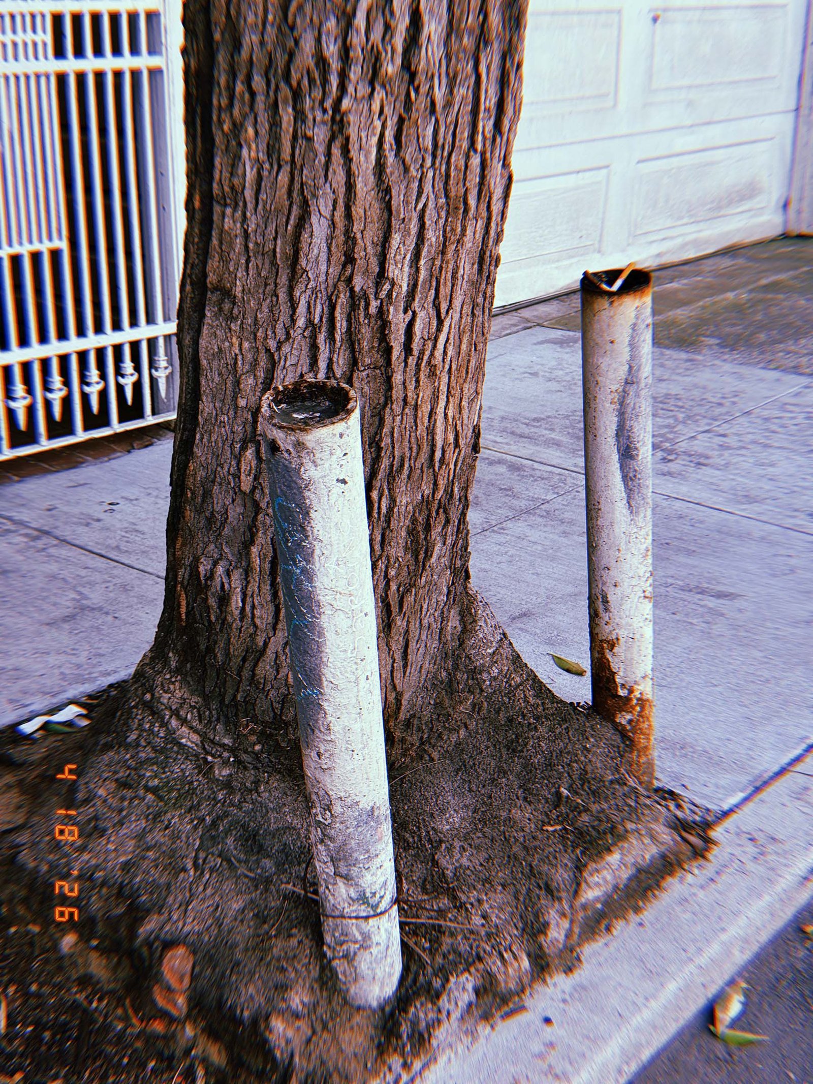 Two cylindrical metal bollards positioned around the base of a tree on a sidewalk, with exposed soil and surrounding concrete pavement.