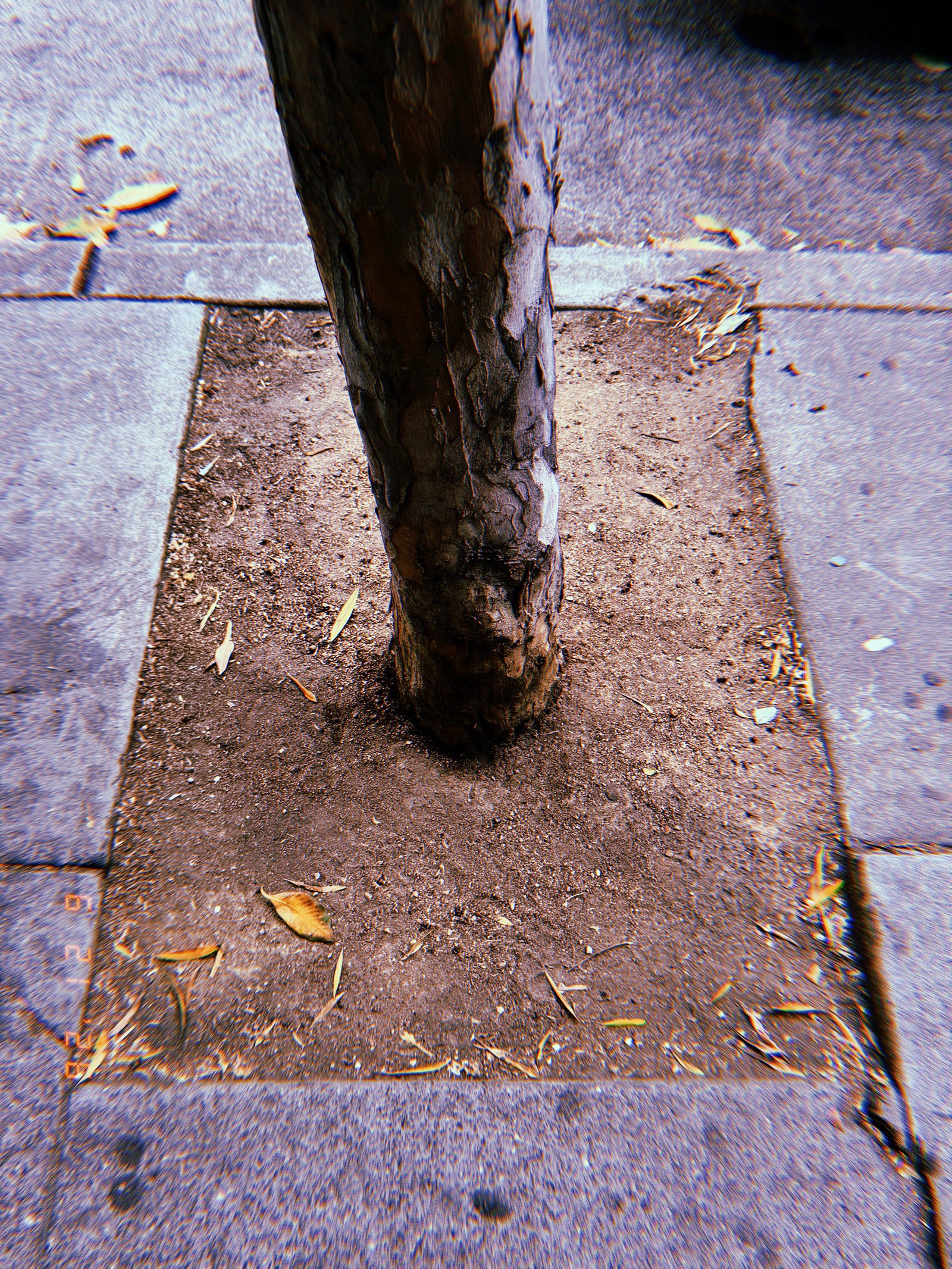 Street tree growing from a rectangular tree well in a San Francisco sidewalk, surrounded by compacted soil, fallen leaves, and concrete pavement.