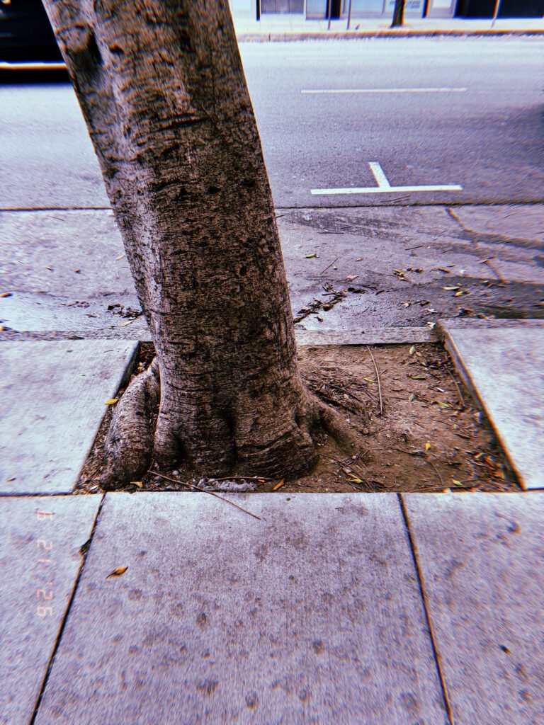 Street tree growing from a square tree well in a San Francisco sidewalk, with exposed roots, compacted soil, and surrounding concrete pavement.