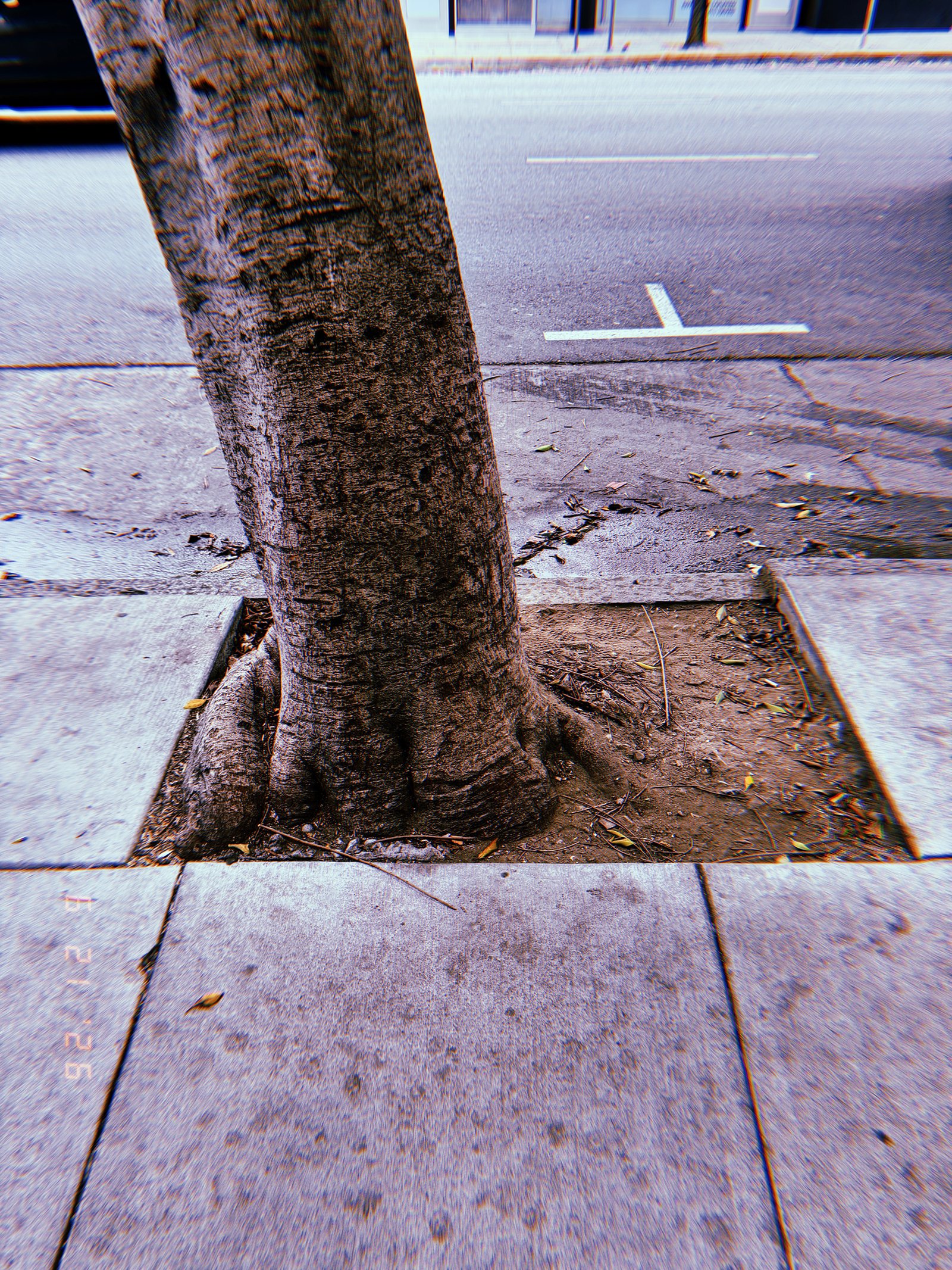 Street tree growing from a square tree well in a San Francisco sidewalk, with exposed roots, compacted soil, and surrounding concrete pavement.