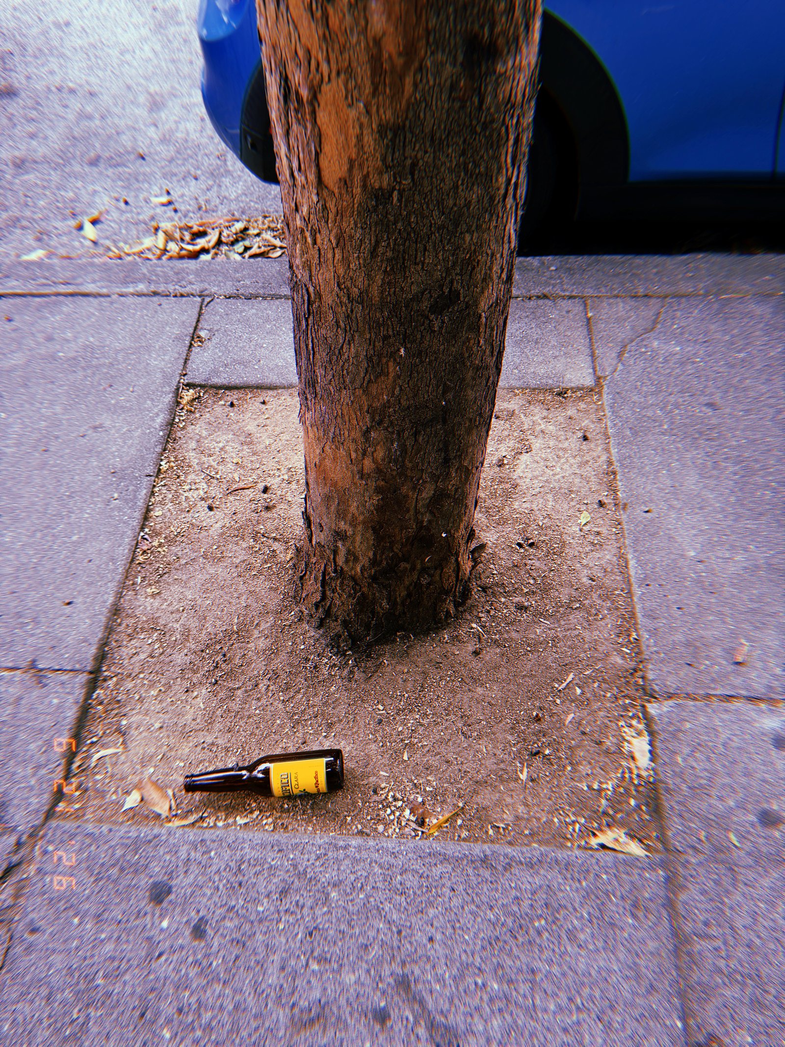 Street tree growing from a square tree well in a San Francisco sidewalk, surrounded by dry soil and concrete paving, with a discarded bottle at its base.