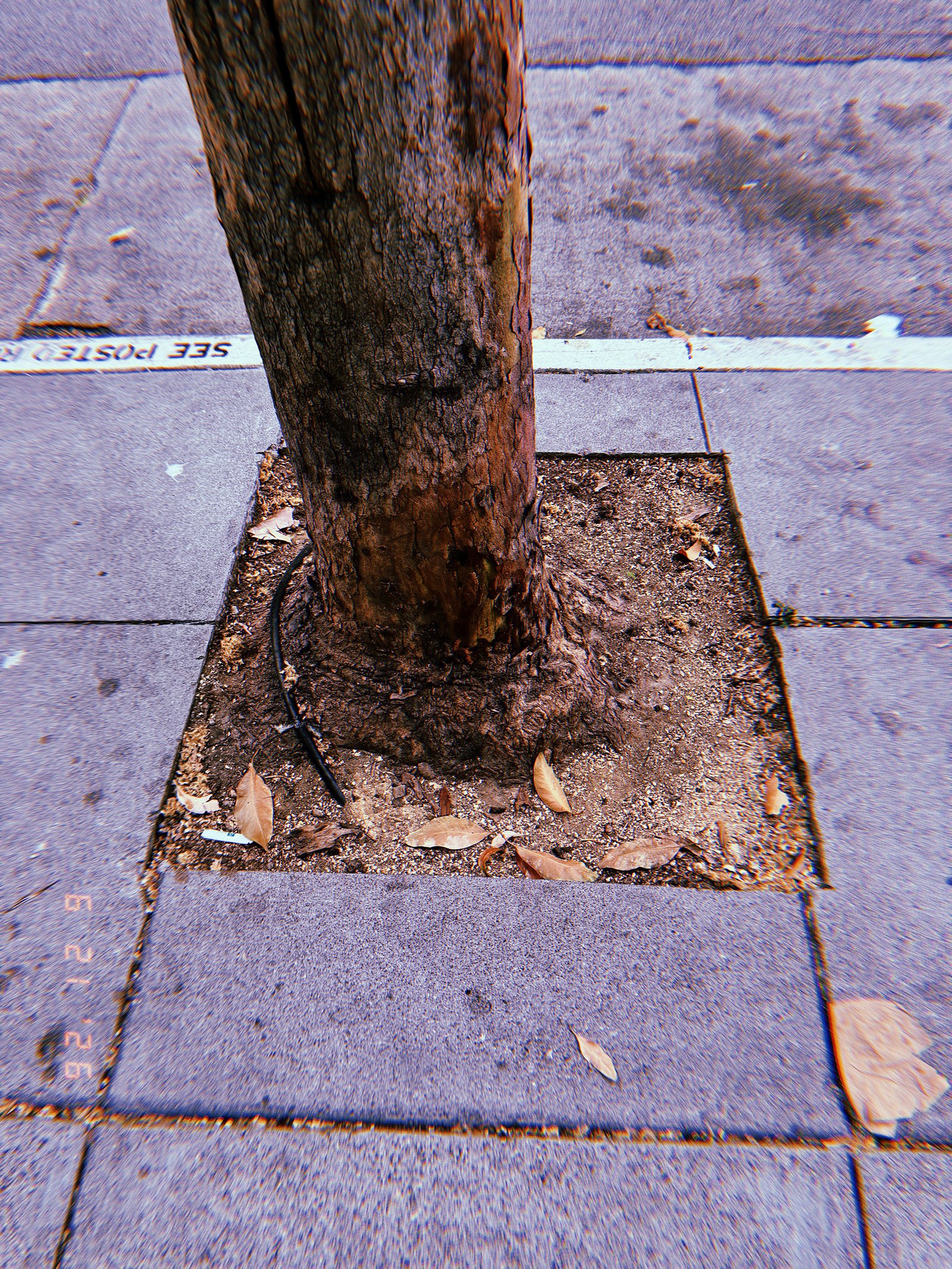 Mature street tree growing from a square tree well in a San Francisco sidewalk, with exposed roots, dry soil, fallen leaves, and irrigation tubing.