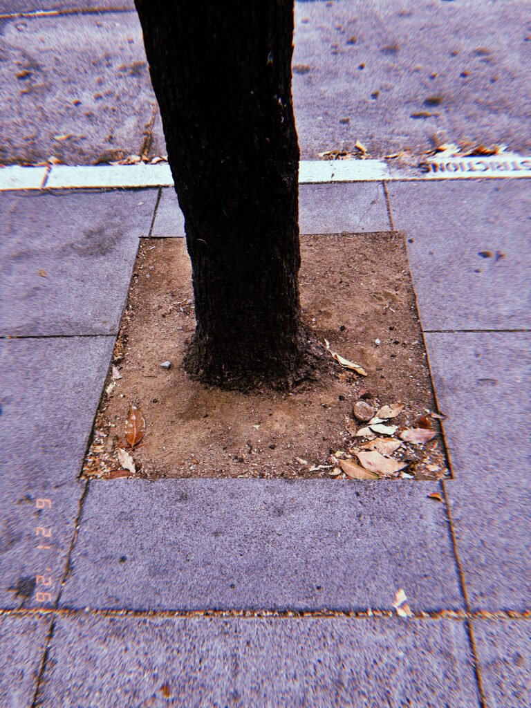 Street tree growing from a square tree well in a San Francisco sidewalk, surrounded by compacted soil, fallen leaves, and concrete paving.