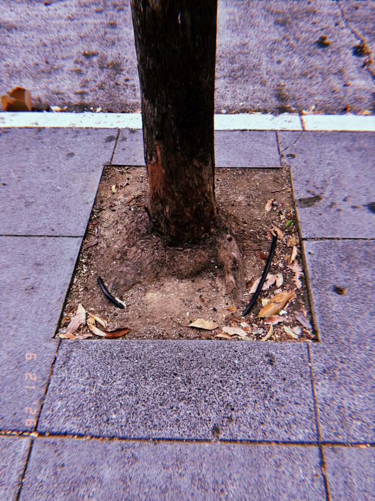 Street tree growing from a square tree well in a San Francisco sidewalk, with exposed roots, dry soil, fallen leaves, and irrigation tubing.