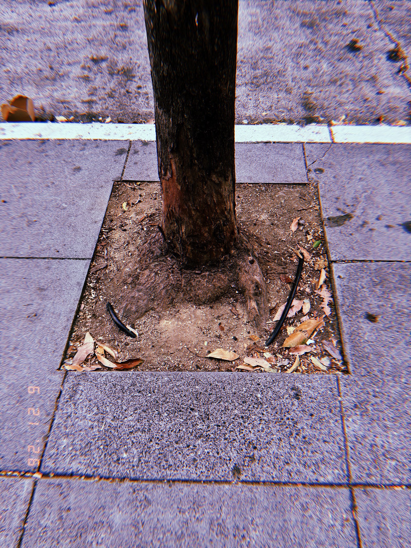 Street tree growing from a square tree well in a San Francisco sidewalk, with exposed roots, dry soil, fallen leaves, and irrigation tubing.