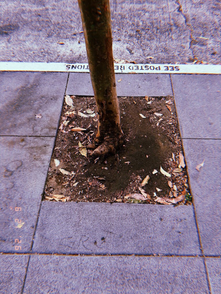 Young street tree growing from a square tree well in a San Francisco sidewalk, surrounded by exposed soil, fallen leaves, concrete paving, and curb markings.