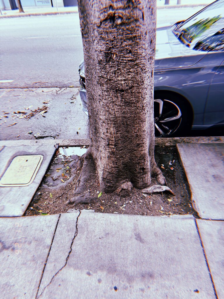 Close-up of a large street tree growing from a rectangular tree well in a San Francisco sidewalk, with exposed roots, compacted soil, cracked pavement, and a parked car beside the curb.