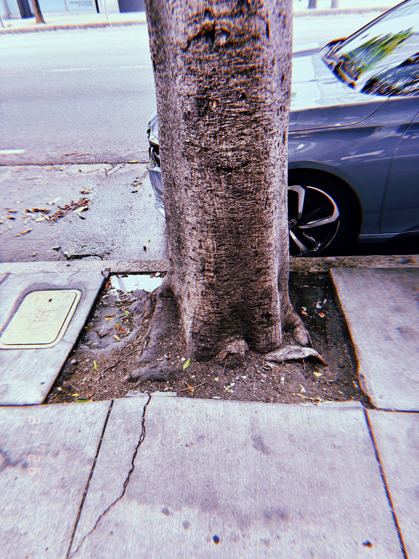 Close-up of a large street tree growing from a rectangular tree well in a San Francisco sidewalk, with exposed roots, compacted soil, cracked pavement, and a parked car beside the curb.