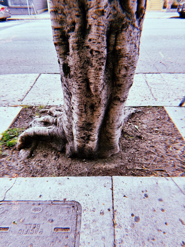 Close-up of a mature street tree growing from a rectangular tree well cut into a concrete sidewalk in San Francisco, showing exposed roots, compacted soil, and surrounding pavement.