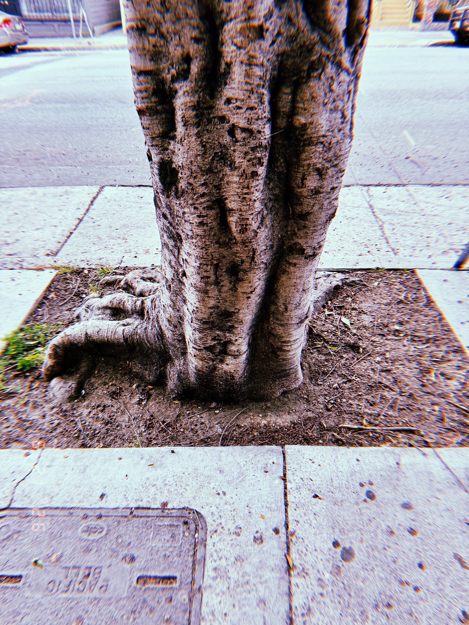 Close-up of a mature street tree growing from a rectangular tree well cut into a concrete sidewalk in San Francisco, showing exposed roots, compacted soil, and surrounding pavement.